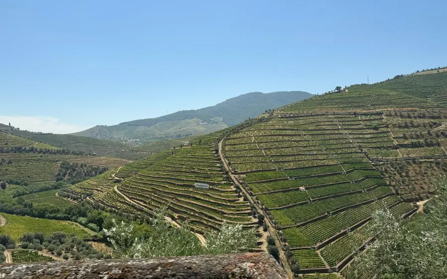 Terraced vineyard slopes rolling to the horizon under a clear sky